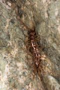 Lithobius castaneus